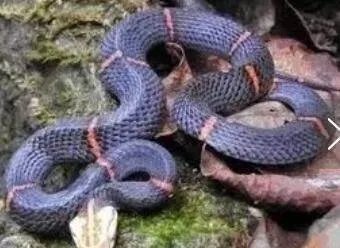 中国27种毒蛇之最美毒蛇是什么?