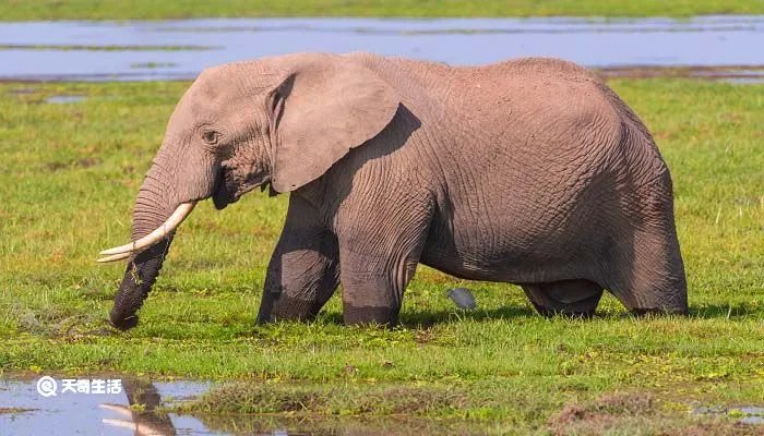最后一头战象主要内容