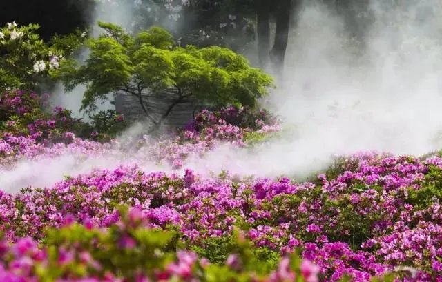 你知道中国百里杜鹃花都在哪里吗？