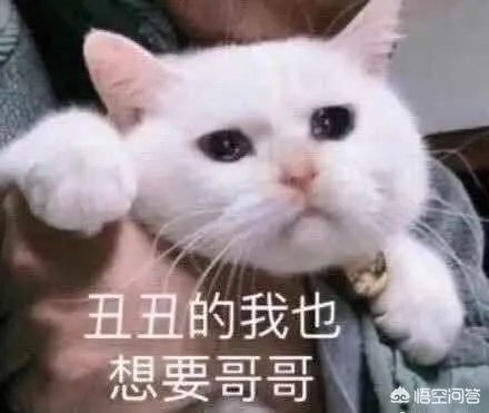 有没有搞笑的猫咪图片，分享一下？