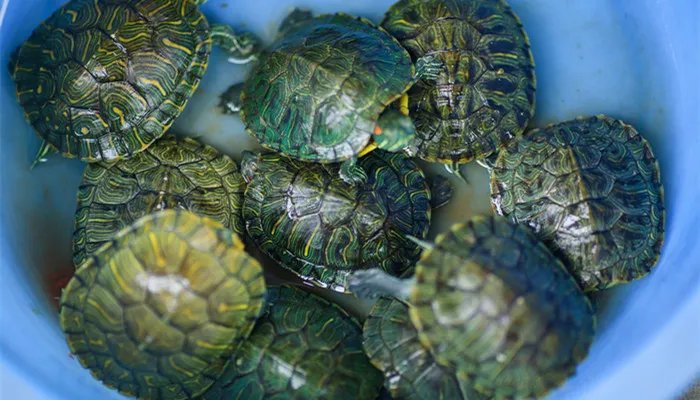 西部锦龟怎么养 西部锦龟好养吗