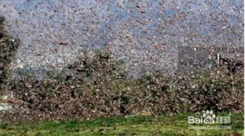 蝗虫的天敌是什么?