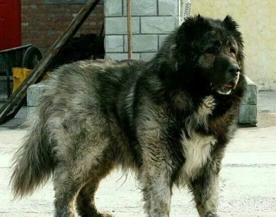 纽波利顿有多恐怖