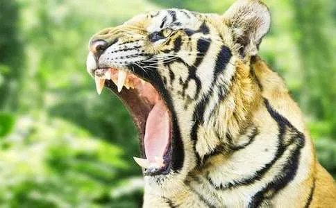 老虎挂念珠歇后语下一句