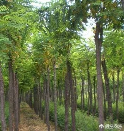 刺槐树有什么作用?