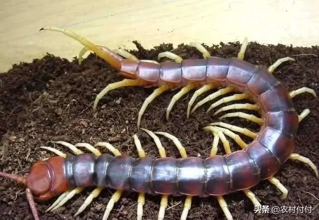 蜈蚣养殖前景如何，从哪几个方面开始？