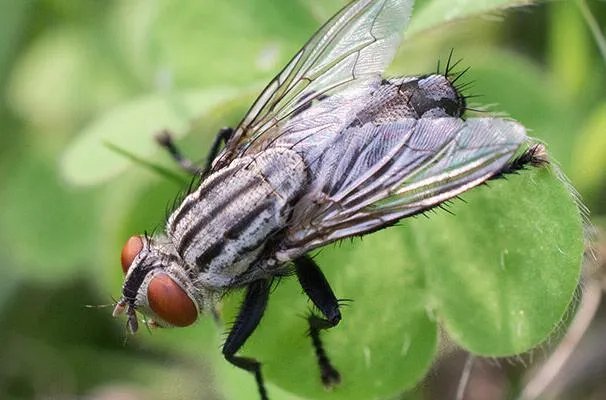 世界十大繁衍能力最强动物：翻车鲀鱼当仁不让，拔得头筹 