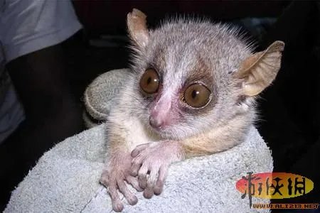 盘点全球新奇妙动物：紫色北极熊 海地长吻猬