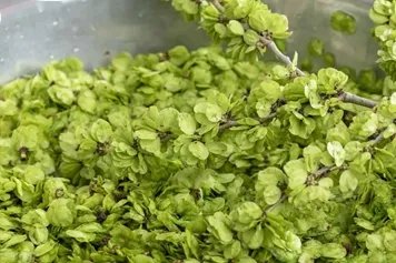 鲜榆钱的功效与作用