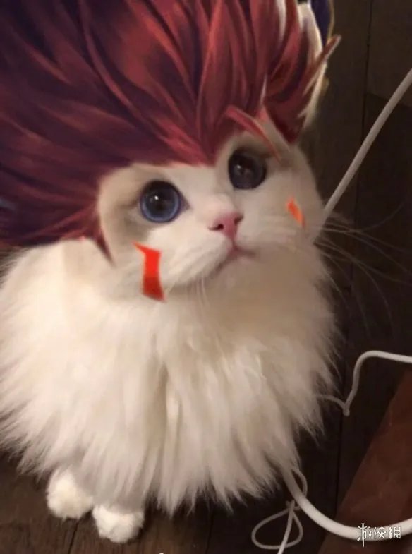 《王者荣耀》猫咪接头头像最新 猫咪头像大全