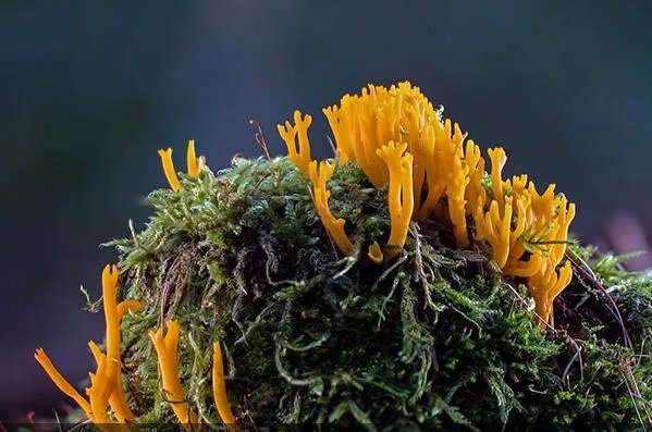 世界十大繁衍能力最强动物：翻车鲀鱼当仁不让，拔得头筹 