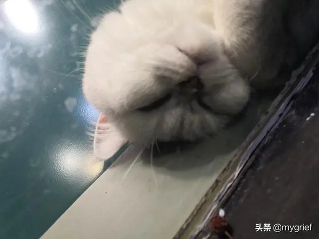 有没有搞笑的猫咪图片，分享一下？