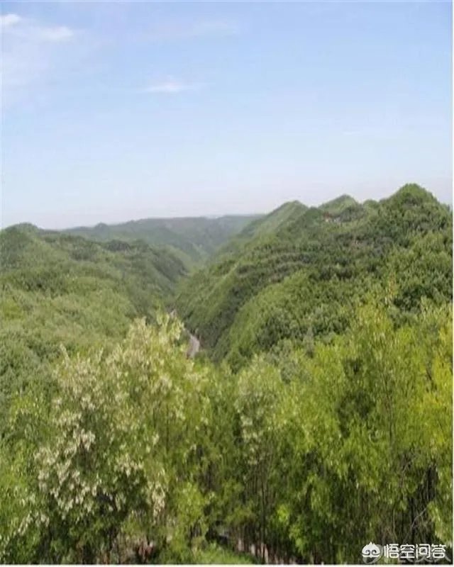 刺槐树有什么作用?