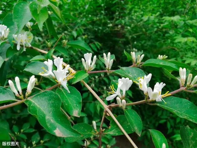 野生药材一定比种植药材好吗?