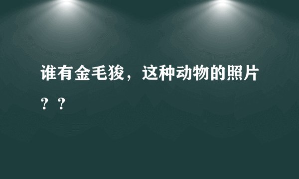 谁有金毛狻，这种动物的照片？？