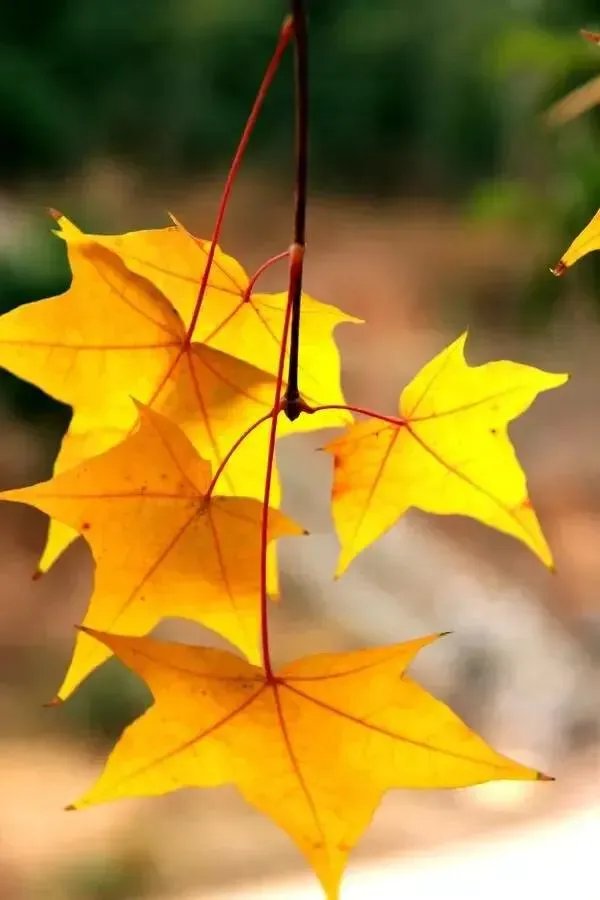 金色枫叶代表什么意思