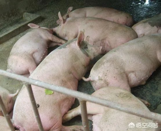 幼猪有什么作用