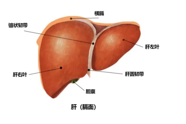 肝脏示意图