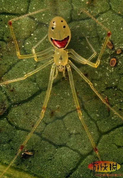 夏威夷群岛拍到怪异笑脸蛛：身长仅几毫米