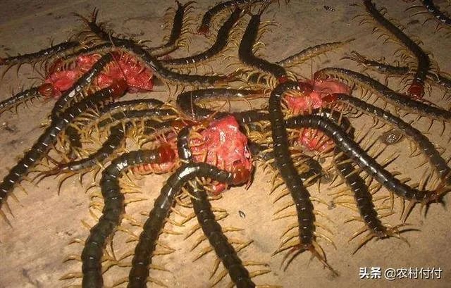 蜈蚣养殖前景如何，从哪几个方面开始？
