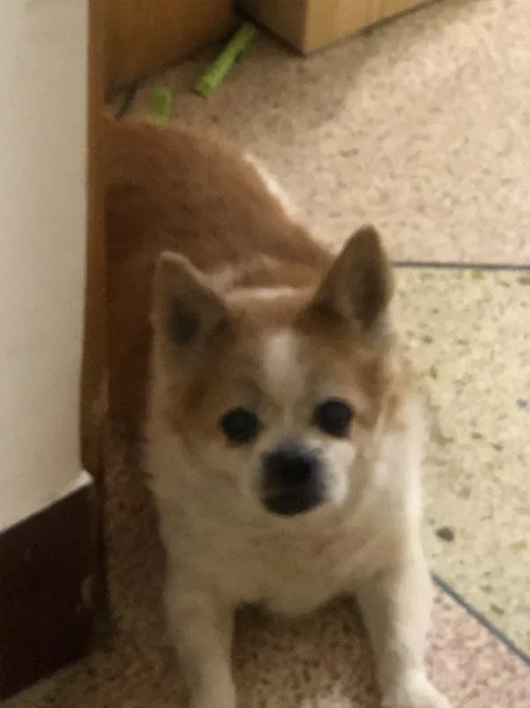 蝴蝶犬能长多大??