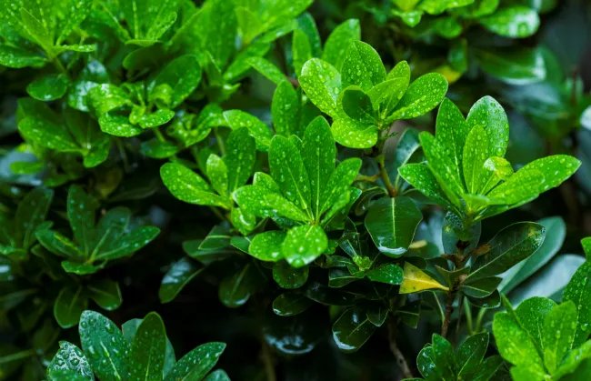 2020年梅雨季节是什么时候 今年梅雨季节什么时候结束