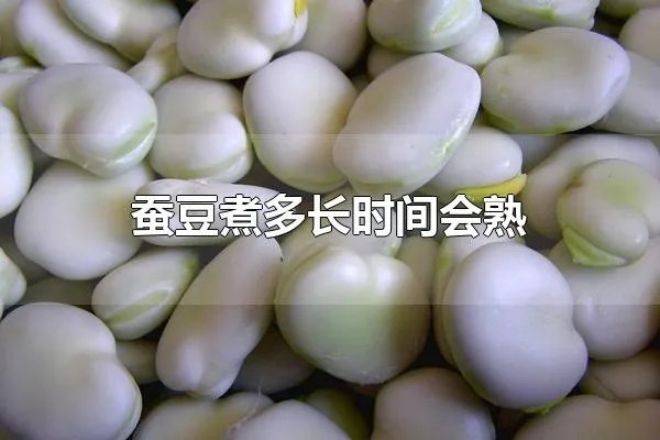 蚕豆煮多长时间会熟 新鲜蚕豆怎么保存