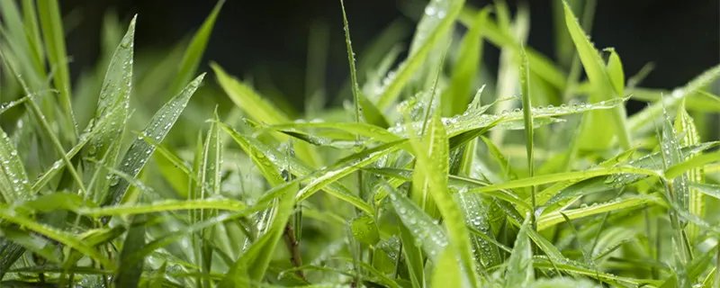 小雨的降雨量是多少 天气预报小雨的降雨量是多少