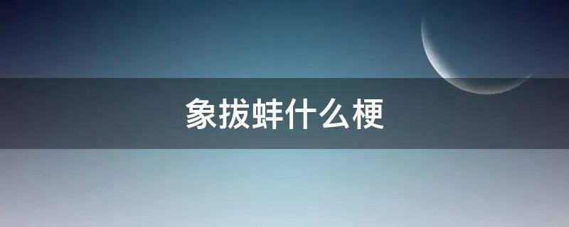 象拔蚌什么梗