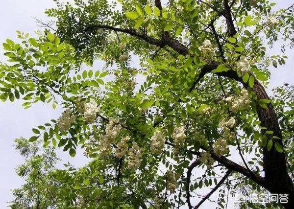 刺槐树有什么作用?