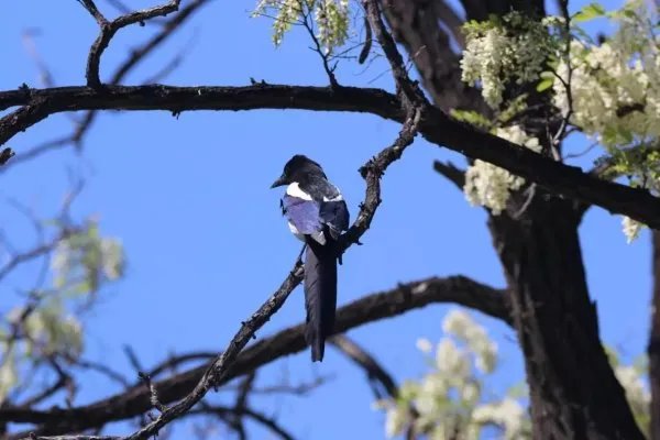 喜鹊飞进教室叼走女生耳机后又还回，喜鹊到底是种怎样的生物？