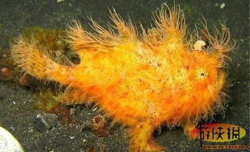 盘点全球新奇妙动物：紫色北极熊 海地长吻猬