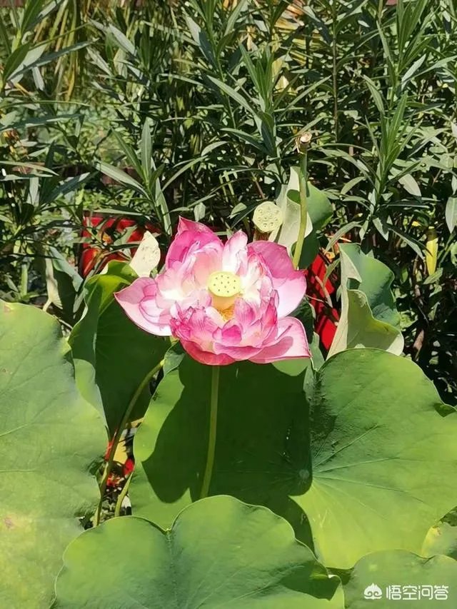 在新乡市买房，哪个区域好些？