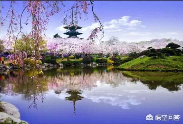 武汉大学樱花一般什么时候开?