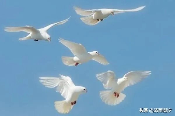 鸽子养殖场怎么起名：鸽子养殖场起名大全？