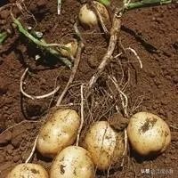 怎么做农产品推广?