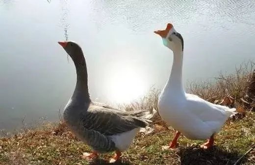 刷爆朋友圈两只鹅的故事，大结局已经揭晓！