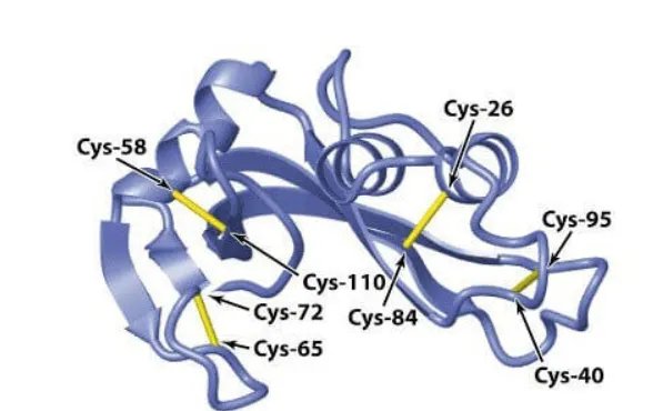 DTT的作用是什么，它对蛋白有哪些影响