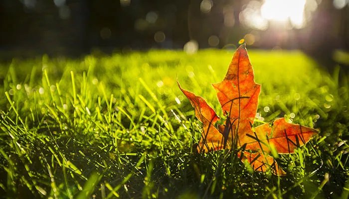 立秋是几月几号2022 2022年立秋是什么时间