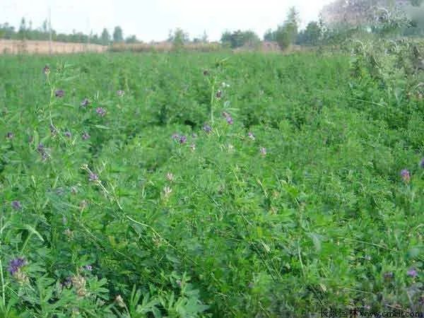 北方优质牧草品种有哪些