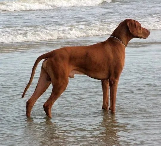 罗得西亚背脊犬的介绍