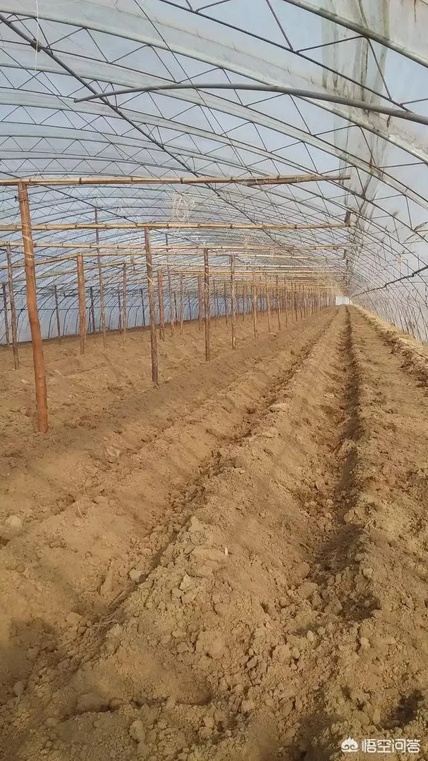 蔬菜大棚和蔬菜温室的区别是什么？