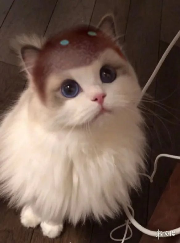 《王者荣耀》猫咪接头头像最新 猫咪头像大全