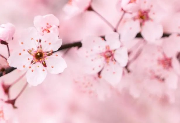 春分的寓意及内涵 春分有什么美好象征