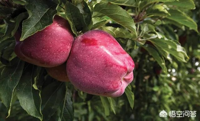 果树新品种是如何培育出来的?