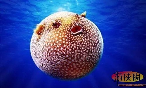 盘点全球新奇妙动物：紫色北极熊 海地长吻猬