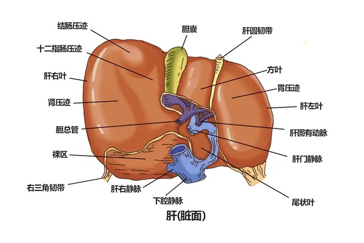 肝脏示意图