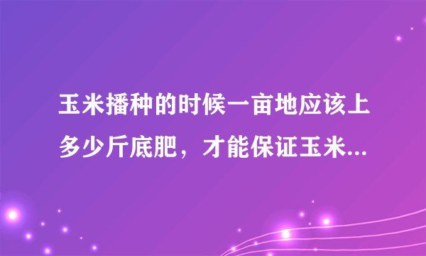 玉米播种的时候一亩地应该上多少斤底肥,才能保证玉米产量高呢?