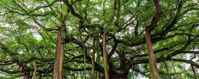 茶油树种植技术 茶油树怎么种植