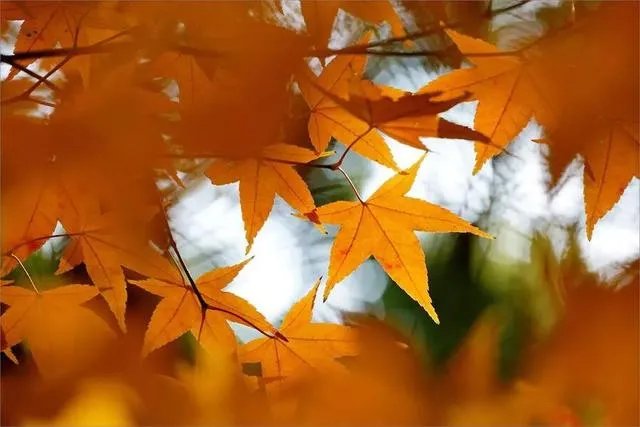 金色枫叶代表什么意思